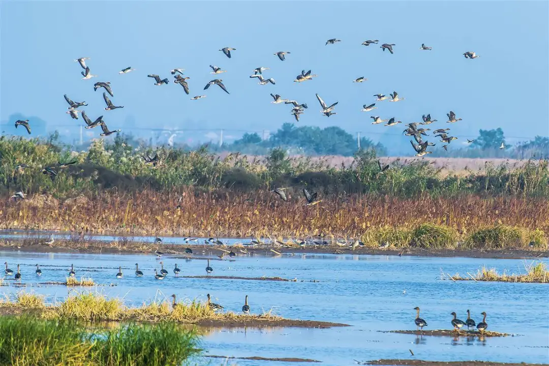 【媒体视窗】荆州近千家企业立下军令状：决不让一滴工业废水直排洪湖